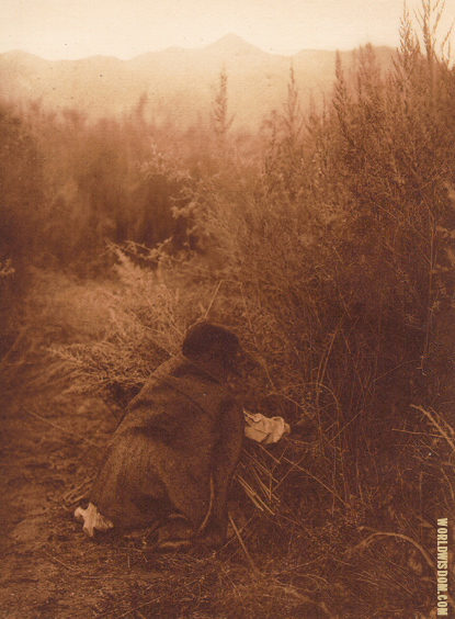 "Gathering arrow-brush" - Pima, by Edward S. Curtis from The North American Indian Volume 2