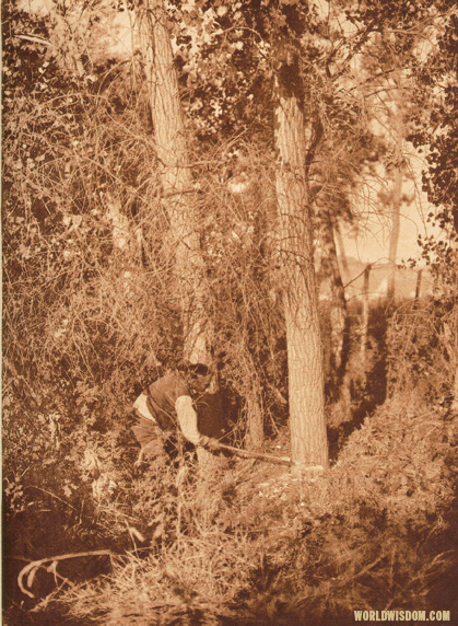 "Cutting the centre pole" - Cheyenne, by Edward S. Curtis from The North American Indian Volume 6
