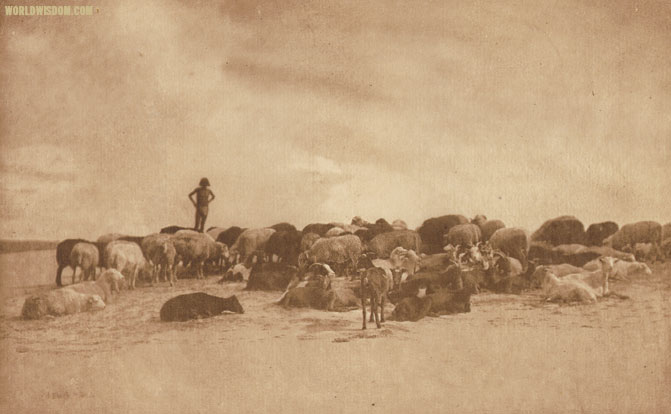 "A Hopi flock - Hopi", by Edward S. Curtis from The North American Indian Volume 12


