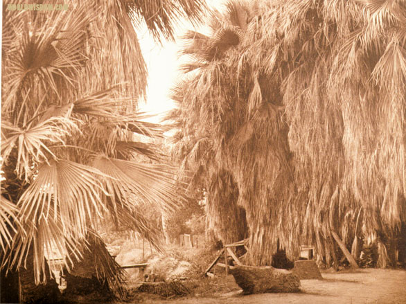 "Under the palms" - Cahuilla, by Edward S. Curtis from The North American Indian Volume 15
