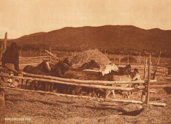 "Threshing wheat" - Taos, by Edward S. Curtis from The North American Indian Volume 16
