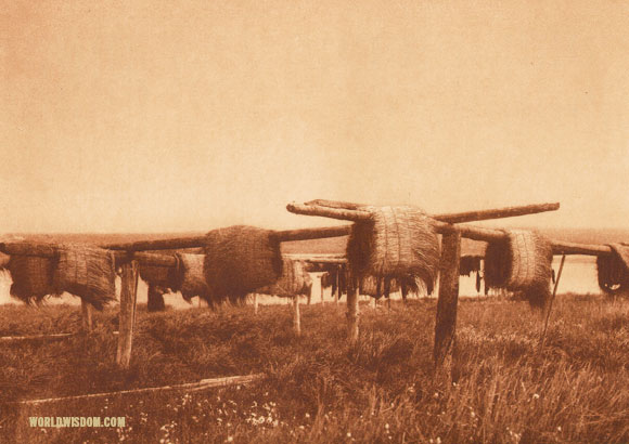 "Fish-drying racks" - Nanivak, by Edward S. Curtis from The North American Indian Volume 20
