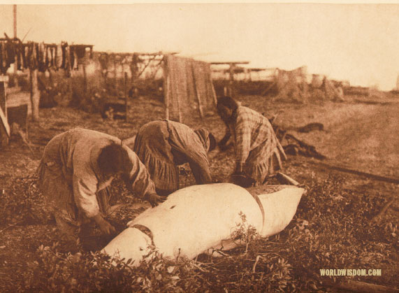 "Cutting up a beluga" - Kotzebue, by Edward S. Curtis from The North American Indian Volume 20
