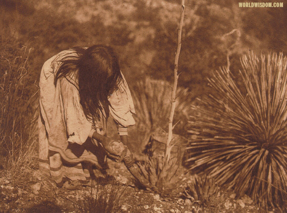 "Cutting mescal" - Apache, by Edward S. Curtis from by The North American Indian Volume 1