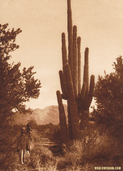 "Gathering cactus fruit" - Pima, by Edward S. Curtis from The North American Indian Volume 2
